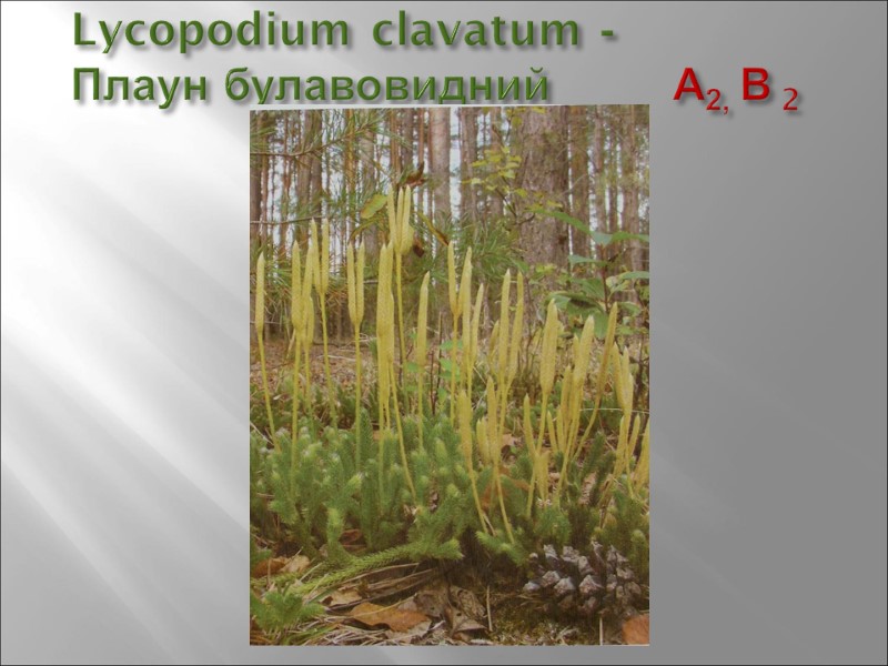 Lycopodium clavatum -  Плаун булавовидний        А2,